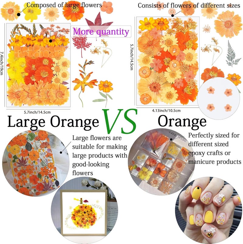 Xinxinran 50Pcs Large Fall Dried Pressed Flowers for Crafts, Orange Dry Flowers Kit for Resin Molds,Epoxy Resin Accessories,Bookmark,Jewelry Molds,Candle Making Supplies,Soap,Frame - Image 3